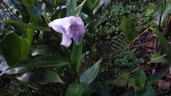 Sobralia