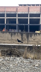 Daptrius megalopterus