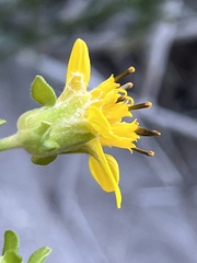 Verbesina oligocephala