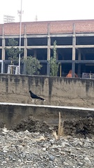 Daptrius megalopterus