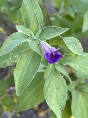 Ruellia californica californica