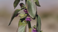 Pseudorontium cyathiferum