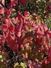 Vitis californica
