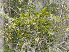 Phoradendron leucarpum