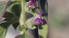 Pseudorontium cyathiferum