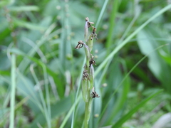 Galearis rotundifolia
