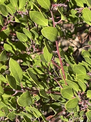 Arctostaphylos