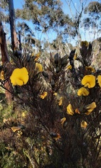 Gompholobium grandiflorum
