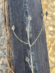 Lactuca virosa