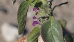 Pseudorontium cyathiferum