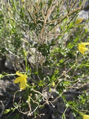 Menodora
