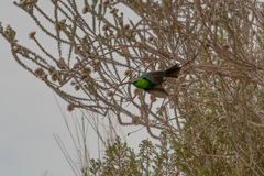 Nectarinia famosa famosa