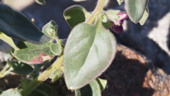Pseudorontium cyathiferum