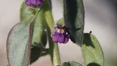 Pseudorontium cyathiferum