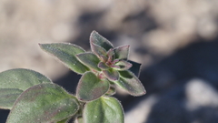 Pseudorontium cyathiferum