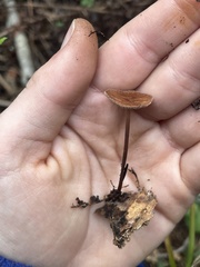 Collybiopsis villosipes