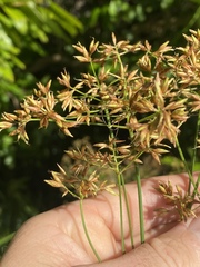 Cyperus javanicus