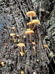 Chromosera
