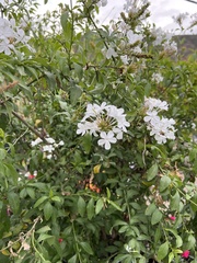 Plumbago auriculata