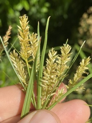 Cyperus javanicus