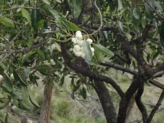 Acronychia oblongifolia