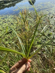 Cyperus javanicus