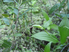 Cypripedium parviflorum