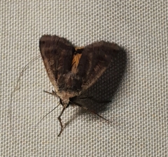 Noctua pronuba