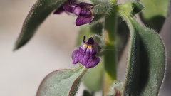 Pseudorontium cyathiferum