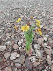 Coleostephus myconis