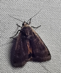 Noctua pronuba