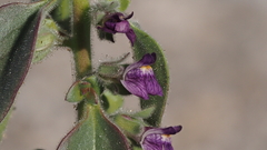 Pseudorontium cyathiferum