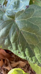 Oinophila v-flava