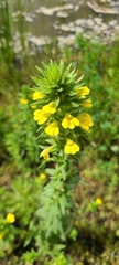 Bellardia viscosa