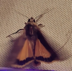 Noctua pronuba