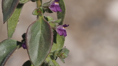 Pseudorontium cyathiferum