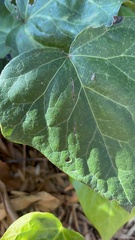 Oinophila v-flava