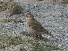 Geositta cunicularia