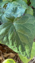 Oinophila v-flava