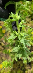 Bellardia viscosa