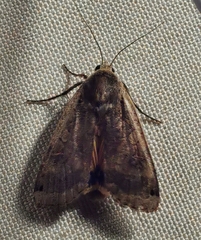 Noctua pronuba
