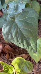 Oinophila v-flava