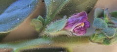 Pseudorontium cyathiferum