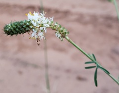 Dalea candida