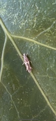 Oinophila v-flava