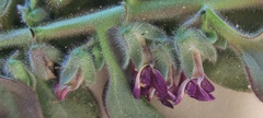 Pseudorontium cyathiferum