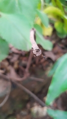 Micrathena plana