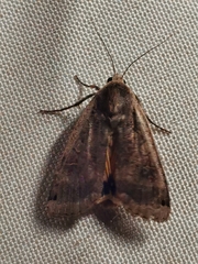 Noctua pronuba