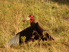 Bucorvus leadbeateri