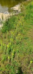 Bellardia viscosa